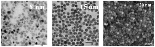 Figure 3. TEM images of iron oxide magnetic nanoparticles with diameters 8, 15 and 20 nm.