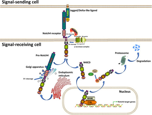 Figure 1 The transduction process of Notch4 signaling. Note: Generated using ScienceSlides graphics from Visiscience.