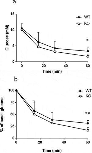 Figure 6. Enhanced insulin sensitivity in Cyp8b1−/- (KO) mice. Blood glucose levels in response to an intraperitoneal insulin tolerance test in HFD-fed Cyp8b1+/+ (WT) and Cyp8b1−/- (KO) mice shown as absolute (a) and relative (b) values. Data is shown as mean ± SD, n = 5. ** = p < 0.01