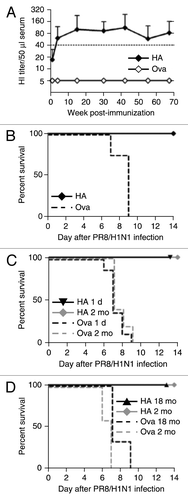Figure 9. RNActive® vaccines elicit durable immune responses, circumvent immunosenescence in old mice, but are also immunogenic in newborn mice. (A) 8-week-old female BALB/c mice were injected intradermally on days 0 and 7 with 20 µg of PR8HA RNActive® (n = 5) or ovalbumin RNActive® (n = 4). For each condition, two independent experiments were performed. HI titers were monitored over a period of 70 weeks (16 mo) and plotted as mean + s.d. (B) Sixteen months after immunization, mice were challenged with 10 × LD50 of PR8 and survival was monitored. Newborn mice (1 d old, 1d, n = 9/group; three independent experiments) (C), aged (18 mo old, 18 mo, n = 3/group; one experiment) (D) or adult (2 mo old, 2 mo, n = 5/group) BALB/c mice were injected intradermally with 80 µg of PR8HA or ovalbumin RNActive® with an interval of 7 d. Five weeks after the second immunization, mice were challenged with 10 × LD50 of live PR8 virus and survival monitored for 14 d post-infection. Statistical analysis was done using a log rank analysis (Mantel Cox test): (B) p = 0.005, (C) 1 d: p = 0.0007; 2 mo: p = 0.0015, (D) 2 mo: p = 0.031; 18 mo: p = 0.01,
