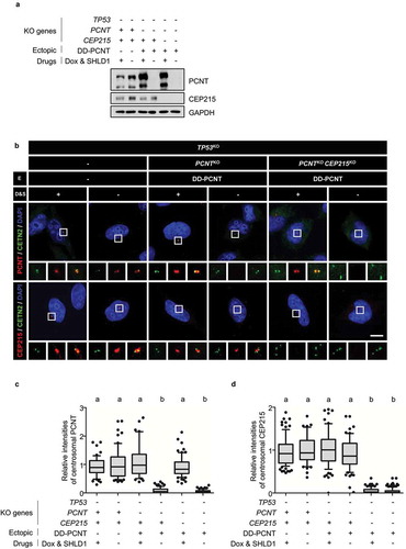 Figure 2. Generation of the TP53;PCNT;CEP215-deleted cells (a) The TP53, PCNT, and CEP215 genes were deleted in HeLa cells using the CRISPR/Cas9 method. Endogenous PCNT was deleted in the presence of the ectopic DD-PCNT gene whose expression is induced by doxycycline (Dox) and shield1 (SHLD1). The deletions were confirmed via immunoblotting analysis with antibodies specific to PCNT, CEP215, and GAPDH. (b) The KO cells were coimmunostained with antibodies specific to CETN2 (green), PCNT (red), and CEP215 (red). Nuclei were stained with DAPI (blue). Scale bar, 10 μm. (c, d) Relative intensities of the centrosomal PCNT (c) and CEP215 (d) signals were determined. Greater than 30 cells per group were analyzed in three independent experiments. Relative intensities of the centrosome signals are presented with the box and whisker plots. The statistical significance was analyzed using one-way ANOVA and indicated using lower case alphabets (P < 0.05)