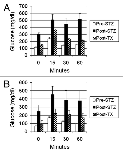 Figure 5. Intravenous glucose tolerance in: (A) Lewis rats (n = 4); or (B) rhesus macaques (n = 3). Glucose in peripheral venous blood was measured prior to intravenous infusion of dextrose (Time 0) and at several times after infusion, in animals prior to administration of STZ (Pre-STZ); 5 d following administration of STZ (Post STZ); or following transplantation of: (A) 5–8; or (B) 20–40 E28 pig pancreatic primordia in mesentery (Post-TX). Data are shown as mean ± SE. Reproduced with permission.Citation13,Citation16