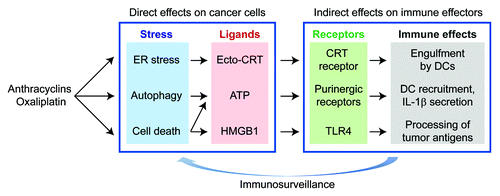 Figure 1. Involvement of autophagy in cancer therapy-relevant immunogenic cell death (ICD). In response to a selected panel of chemotherapeutics (including anthracyclins and oxaliplatin), cancer cells manifest two premortem stress responses [endoplasmic reticulum, (ER) stress and autophagy]. ER stress is required for the pre-apoptotic exposure of calreticulin (CRT) on the cell surface, whereas autophagy is necessary for the active secretion of ATP. Please note that autophagy alone cannot trigger ATP release, which also relies on the apoptosis-related activation of caspases. In this setting, secondary necrosis accounts for the release of HMGB1. CRT, ATP and HMGB1 act on specific receptors on the surface of antigen-presenting cells, mainly dendritic cells (DCs), to stimulate immune-relevant processes: engulfment, which depends on the interaction between CRT and a hitherto unidentified receptor; recruitment of immune effectors into the tumor bed and activation of the NLRP3 inflammasome, allowing for the release of mature interleukin-1β (IL-1β), both of which rely on the ATP-mediated activation of purinergic receptors; and tumor antigen presentation, which is stimulated by the HMGB1-mediated activation of Toll-like receptor 4 (TLR4). These processes ultimately result in the priming or re-activation of tumor antigen-specific T cells that can control the residual disease.