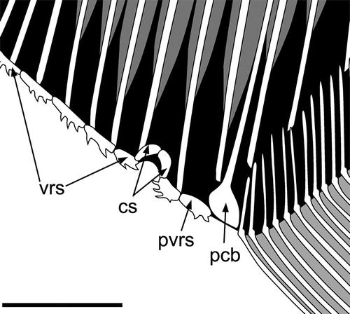 FIGURE 8. Flagellipinna rhomboides, gen. et sp. nov. Reconstruction of the ventral ridge scales and cloaca based on the holotype MNHN.F.HAK2003. Abbreviations: cs, cloacal scales; pcb, post coelomic bone; pvrs, postcloacal ventral ridge scale; vrs, ventral ridge scales. Scale bar equals 1 cm.