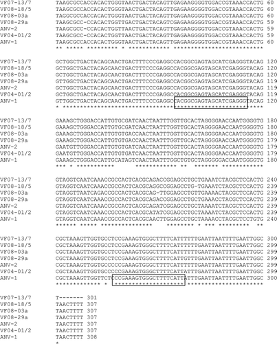 Figure 1.  ClustalW alignment of 3′-UTR genomic regions of representative ANVs, including the G-4260 isolate of the serotype 1 ANV strain (ANV-1) a serotype 2 ANV strain (ANV-2), and five ANVs detected in field samples (VF04-01/2, VF07-13/7, VF08-03a, VF08-18/5 and VF08-29a).