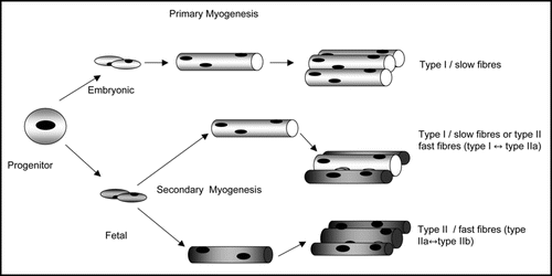 Figure 1 A schematic diagram of primary and secondary myogenesis in relation to the formation of fibre type diversity. Type I/slow myotubes are shown as light, type II/ fast myotubes are shown as dark. Muscle progenitors give rise to embryonic myoblasts which fused to form primary myotubes. Subsequently, fetal myoblasts fuse either with primary myotubes or with fetal myoblasts to form secondary fibres. Fibres formed from secondary myogenesis appear to be able to switch between the different fibre types, while type I/slow fibres formed during primary myogenesis do not. Based on Dunglison et al.Citation41 Pin et al.Citation42 and Stockdale.Citation48 The contributions of former colleagues at the Rowett Institute, Aberdeen to this figure are acknowledged.