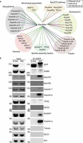 Figure 3. RepoMan interacts with essential microtubule-associated proteins