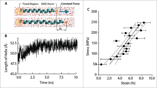 Figure 3. Mechanical behavior of the TM1 helix of MtMscL using constant-force (CF) method (A) A schematic unidirectional pulling of the TM1 helix of MtMscL solvated in water. (B) TM1 helix elongates over time as a result of constant pulling force applied on its end. The TM1 length increases to maximum length of ∼52 Å then fluctuates around this value. (C) Stress-strain curve of the unidirectional traction applied to the TM1 helix in water. The range of axial force applied in these simulations ranges from 0.1 to 1.5 kcal/mol/Å (i.e., from ∼7 to 70 pN). The Young's modulus of the TM1 helix can be calculated from the slope of this curve, which in this case is ∼3.2 ± 0.9 GPa (Mean ± SEM). To obtain each point on the stress-strain curve, 3 simulations were performed. The strain at each force has been averaged over 3 simulations. The Young's modulus has been estimated based on 95 % confidence of both stress and strain axis.