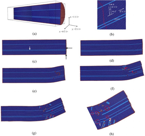 Figure 3. Representative MD snapshots of ongoing twin boundary migration under mechanical loading, along (0−1 1) plane: (a) Setup of the simulation. (b) Zoomed cross-sectional view of the (0−1 1) plane, rotated to the angle of view corresponding to our experiment. (c) simulated nanowire without stress applying. Arrows denote the direction in which forces will be applied. (d)–(g) twin spacing increasing with increasing deformation degree. Red arrows in (f) and (g) indicate other planar defects. (h) Zoomed nanowire tip of (g). The positions of partial dislocations on the twin boundary are indicated by red circles. Colors denote the local crystalline structure. Dark blue: FCC; light blue: hexagonal close-packed; red: undetectable atoms.