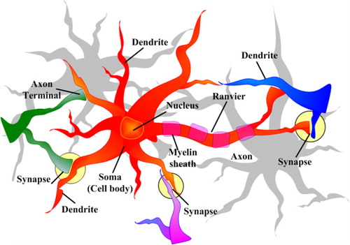 Figure 1. Nerve cell communication model.