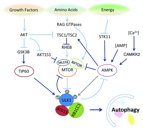 Figure 4. The ULK1 complex integrates upstream nutrient and energy signals to coordinate the induction of autophagy. The nutrient-sensing pathways for growth factors, amino acids and energy converge on ULK1 through unique post-translational modifications, which regulate the activity of this autophagy-induction complex. MTOR inhibits the induction of autophagy through regulation of the ULK1 complex, which undergoes global dephosphorylation upon starvation. The acetyltransferase TIP60, which is regulated by the growth factor-sensitive kinase GSK3B, catalyzes acetylation of ULK1 to bolster its kinase activity. The energy-sensing kinase AMPK can promote autophagy through inhibition of MTOR and may fine-tune the autophagic response through regulation of the ULK1 complex as well. Dark blue arrows indicate events that promote autophagy, while light blue arrows indicate events that are inhibitory to autophagy. The gray arrow between AMPK and ULK1 indicates the possibility that AMPK phosphorylation of ULK1 exerts multiple regulatory effects on ULK1.