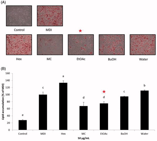 Figure 3. Effect of solvent fractions of Sanguisorba officinalis extracts on lipid accumulation in 3T3-L1 adipocytes. (A) The morphological changes associated with cell differentiation were photographed after Oil Red O staining. (B) Stained lipids were extracted and quantified by measuring absorbance at 570 nm. Each value is expressed as the mean ± S.D. Values with different superscripts are significantly different at p < 0.05. Control: undifferentiated preadipocyte; MDI: differentiated adipocyte; Hex: adipocyte was treated with n-hexane fraction; MC: adipocyte was treated with methylene chloride fraction; EtOAc: adipocyte was treated with ethyl acetate fraction, BuOH: adipocyte was treated with n-butyl alcohol fraction; and Water: adipocyte was treated with water fraction. The red star indicates the target fraction.