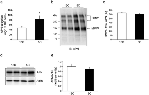 Figure 4. Effect of the low-protein diet on APN secretion from the isolated adipocytes of rat epiWAT.Rats were treated for 14 days as described in Figure 1 legend. The adipocytes were isolated from the epiWAT of both groups and incubated for 4 h. a: The amount of APN secreted into the culture medium from isolated adipocytes. Values are mean ± SEM of six rats in each group. *p< 0.05 vs. 15C-fed rats. b, c: The APN oligomeric complexes in medium of isolated adipocytes. b: A representative immunoblot. c: Quantification of immunoreactivity of HMW form of APN per total APN. The results are expressed as arbitrary units. Values are mean ± SEM (15C; n = 5, 5C; n = 6). d, e: The APN level in isolated adipocytes. d: A representative immunoblot. e: Quantification of the immunoreactivity of APN. The actin level was used as an internal control. The results are expressed as arbitrary units. Values are mean ± SEM (15C; n = 5, 5C; n = 6).