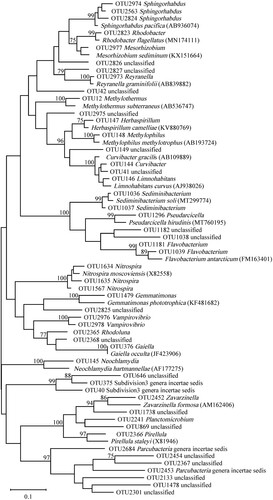 Figure 7. Phylogenetic tree based on 16S rRNA gene sequences of microbiome constructed by Maximum-likelihood method and Tamura 3-parameter model, numbers on the nodes are the bootstrap values (percentages) based on 1000 replicates, bootstrap values lower than 70% are deleted. Scale bar indicates substitutions per nucleotide position.