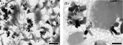 Figure 13. TEM images of commercial sunscreen formulations containing (A) 10% titanium dioxide (T-Lite SF-S) and (B) 9% ZnO (Z-Cote) prepared as oil-in-water emulsions. Scale bar 200 nm. Reprinted from Gamer et al [Citation273], © (2006), with permission from Elsevier.