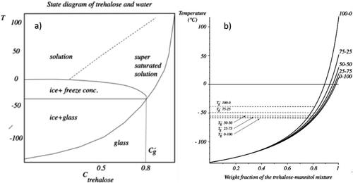 Figure 7. a) The state diagram is redrawn and modified after Chen, using a Tg of trehalose from Drake et al.,.[Citation20,Citation23] b) The estimated Tg curves for trehalose-mannitol systems and water obtained by using EquationEquations (2) Tg,s=Tg,1·w1+K1,2·Tg,2·w2w1+K1,2·w2(2) Equation(2)(2) Tg,s=Tg,1·w1+K1,2·Tg,2·w2w1+K1,2·w2(2) and Equation(3)(3) K1,aq=Tg,1·a+b(3) using constants from Kim et al.[Citation18] Tg’ is estimated assuming a constant C’ of 0.816.[Citation21]