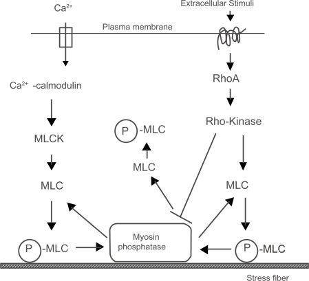 Figure 5 A schematic illustration of two regulatory systems for actomyosin contraction in nonmuscle cells. Phosphorylated MLC (P-MLC) induces contraction and the organization of stress fibers.