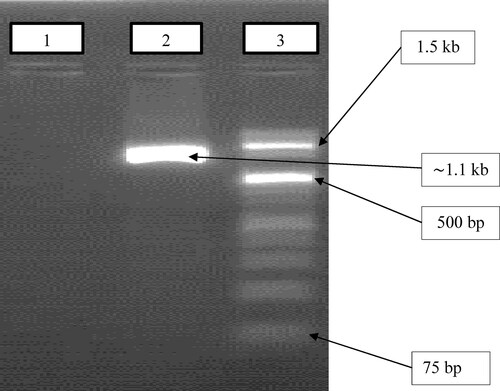 Figure 1. Verification of ker gene encoding the keratinase enzyme from B. subtilis ES5. Lane 1: control (double distilled water); lane 2: keratinase coding gene (∼1100 bp); lane 3: DNA ladder (1 kb plus) (thermo fisher scientific, LT-02241 Vilnius, Lithuania, catalog no. 10101240. https://lt.fishersci.com).