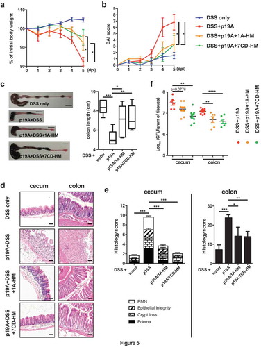 Figure 5. FimH antagonists prevent p19A from aggravating DSS-induced colitis