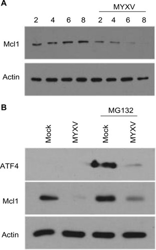 Figure 7 MYXV prevents expression of Mcl1 during the UPR. (A) U266 cells were either mock-infected or infected with MYXV at MOI =10. At the indicated times postinfection, cells were harvested, and the expression of Mcl1 was analyzed using immunoblot. (B) U266 cells were either mock-infected or infected with MYXV at MOI =10 and subsequently incubated with 10 nM MG132. Six hours postinfection, expression of ATF4 and Mcl1 was analyzed using immunoblot.