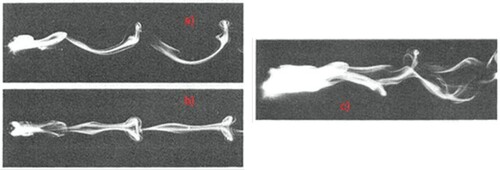 Figure 13. Test 3. Pattern of vortex shedding. Left panels Re = 300, (a) side view, (b) upper view. Right panel (c) 480 < Re < 800 (from Sakamoto & Haniu Citation1990)).