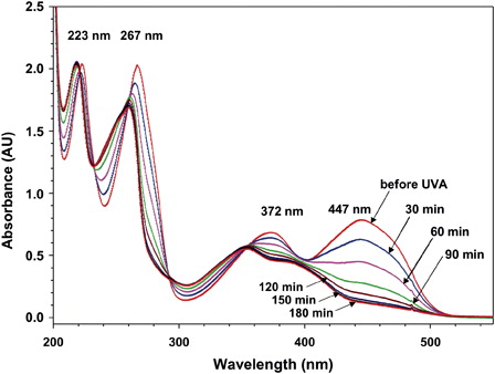 Figure 8. Influence of UVA irradiation on UV-VIS spectra of RF. One milliliter of RF solution (0.067 mM) in NaCl (0.154 M) was irradiated with UVA under continuous stirring in the presence of oxygen. The whole cuvette was relocated before and after 30, 60, and 90 minutes UVA irradiation to a spectrophotometer to record the spectrum between 200 and 550 nm. Thereafter the cuvette was relocated to the UVA irradiation unit. The absorbance is given in absorbance units (a.u.).