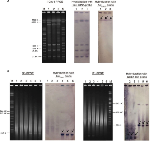 Figure S1 (A) I-Ceu I-PFGE and Southern blot hybridization with the 23S rDNA and blaCMY-2 probes; (B) S1 nuclease-PFGE Southern blot hybridization with the blaCMY-2 and ColE1-like probe. Line M: H9812 marker; Lines 1–6: EC6413, EC4103, and EC5106, and their corresponding electroporants EC6413T, eC4103T, and EC5106T. Arrows represent the band hybridized with the blaCMY-2 or ColE1-like probe.