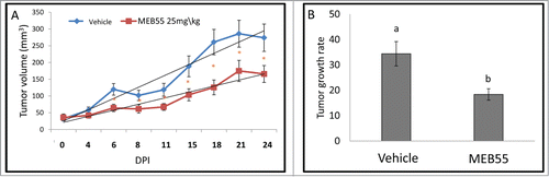 Figure 2. The effect of MEB55 (25 mg/kg) or vehicle treatments on xenografts of MDA-MB-231 in animal model of nude BALB/cOlaHsd-Foxn1nu mice. (A) Tumor volume (calculated as V = π(length)×(width)×(height)/6) in mice treated with MEB55 (25 mg/kg) or vehicle; significant differences were analyzed by Wald test. * - Means are significantly different as determined by Student's-t-test (P < 0.05). (B) Tumor growth rate (0.5 × small diameter2 × large diameter/day) in mice treated with MEB55 (25 mg/kg) or vehicle over DPI (days post injection). Values are means ± SE (n = 8); Different letters above the bars indicate statistically significant differences between means determined by Student's-t-test (P ≤ 0.05).
