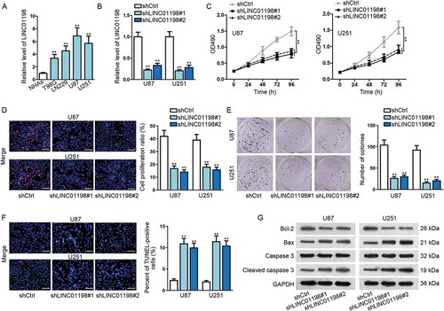 Figure 2. LINC01198 was highly expressed and promoted cell proliferation in glioma. (A) qRT-PCR results showed that LINC01198 was up-regulated in glioma cells. (B) The transfection efficiency of shLINC01198#1 or shLINC01198#2 was assayed in U87 and U251 via qRT-PCR. (C–F) MTT, EdU (scale bar = 100 μm), colony formation and TUNEL (scale bar = 100 μm) assays were performed to detect proliferative and apoptotic cells after silencing LINC01198 expression by shLINC01198#1/2. (G) Apoptosis-related proteins (Bcl-2, Bax and Caspase 3) were examined by Western blot in U87 and U251 cells with or without LINC01198 inhibition. **P < 0.01.