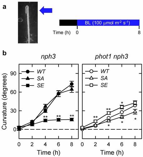 Figure 1. Effects of NPH3SA and NPH3SE mutations on the phototropic responses in the etiolated hypocotyls of nph3 mutants and phot1 nph3 double mutants. (a) Experimental scheme of the investigation of hypocotyl phototropism. Two-day-old etiolated seedlings were irradiated continuously with blue light (BL) at 100 µmol m–2 s–1 from the abaxial side of the hook. (b) Time courses of the phototropic responses in the 35Spro:NPH3WT nph3 #2 (WT in the left panel), 35Spro:NPH3SA nph3 #26 (SA in the left panel), 35Spro:NPH3SE nph3 #7 (SE in the left panel), 35Spro:NPH3WT phot1 nph3 #2 (WT in the right panel), 35Spro:NPH3SA phot1 nph3 #26 (SA in the right panel), and 35Spro:NPH3SE phot1 nph3 #7 (SE in the right panel). The data shown are the mean values ± SE from 18–40 seedlings. Asterisks indicate statistically significant differences from the curvatures of WT (*p < 0.05, **p < 0.01).
