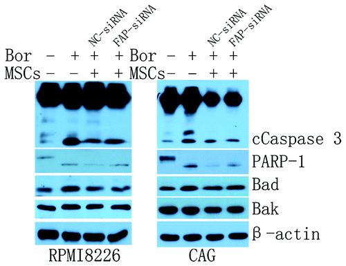 Figure 5. The probable role of FAP in BMMSCs mediated protection of RPMI8226 and CAG cells. BMMSCs could protect MM cell lines from apoptosis induced by 20 nM bortezomib through reducing the activation of caspase 3 and PARP-1 and the expression of pro-apoptotic proteins, such as Bad and Bak. Knockdown FAP could weaken this protection effect.