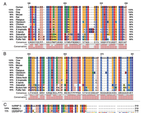 Figure 8 Sequence conservation of the NTD and C-ter RBD. Multiple sequence alignments of NTD domain (residues 186–236) (A and C) and C-ter RBD domain (residues 334–391) (B and D) of human hnRNP G with its orthologues from different species (A and B) and with other proteins members of RBMX/RBMY family (C and D). percent values of sequence similarities with the human domain are marked to the left. Accession numbers of hnRNP G sequences used in the alignment are: human, P38159; cow, XP_880704.2; dog, XP_852809; mouse, NP_035382; rat, NP_001020834; platypus (marsupial), XP_001510789; opossum (marsupial), XP_001367196; chicken, NP_001073196; zebra finch (bird), XP_002190045; Xenopus laevis, NM_001091512; zebrafish, NP_997763; Astatotilapia burtoni (fish), ABG02278; puffer fish, CAG09825. Xenopus tropicalis hnRNP G sequence was generated by blasting the X. tropicalis genome assembly 4.1 of the JGI's Xenopus Genome Sequencing project (http://genome.jgi-psf.org/Xentr4/Xentr4.home.html). Accession numbers of RBMX/RBMY protein family sequences used in the alignment are: RBMXL1, NP_062556; hnRNPG-T, NP_055284; RBMY, NP_005049. The clustal W programCitation48 was used to generate the alignments and the cLc sequence viewer 6 software (http://www.clcbio.com/index.php?id=28) to generate the graphical output.