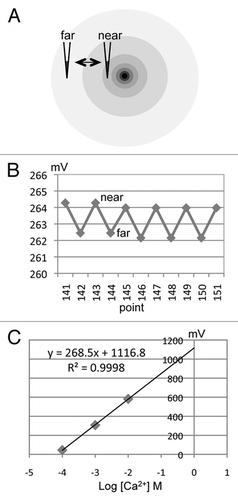 Figure 2 Measuring and calibration. (A) As the ion-selective electrode moves in an ion gradient, near a source or sink of ion flux, the potential on the electrode varies in proportion to the size of the flux (B). The higher value at the near position indicates an outward ion flux (efflux) in this case. This is an actual trace recorded from a Ca2+ electrode near a corneal wound. note that although there is some slight drift downwards in the trace the actual flux (difference between near and far) is quite consistent. Time between points on the x-axis is 6 sec. (C) Calibration of the Ca2+ electrode used in (B) in three solutions (0.1, 1 and 10 mM CaCl2.2H2O; logs of molar concentration: -4, -3, -2). The formula describing the linear best fit line is used to calculate the actual ion flux (see Methods).