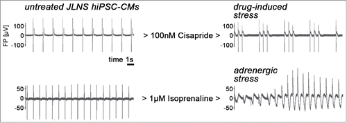 Figure 2. Stress-induced arrhythmia in JLNS hiPSC-CMs (representative MEA recordings). Left: Untreated cells beating spontaneously at a frequency of ∼0.5–1 Hz. Right: Administration of cisapride or isoprenaline induces arrhythmia in JLNS hiPSC-CMs. Note the torsade de point-like shape of the MEA spectrum under adrenergic stress conditions.