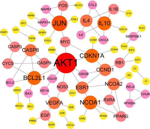 Figure 4 PPI network of anti-CRC-related protein. Higher degrees indicated larger node sizes, and red indicates higher degree, and yellow represents the lowest degree.