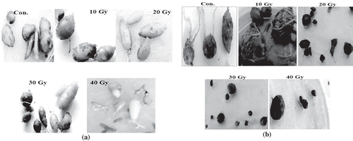 Figure 1. Formation of microtubers by irradiated (a) Spunta and (b) Valor varieties.