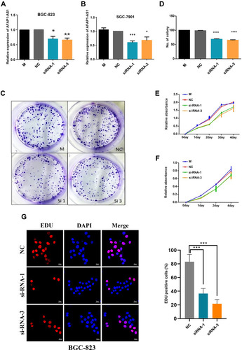Figure 2 AFAP1-AS1 promotes GC cell proliferation in vitro. (A) RT-qPCR analysis of AFAP1-AS1 expression in BGC-823 cells transfected with control (scrambled), si-AFAP1-AS1 si1, and AFAP1-AS1 si3. (B) RT-qPCR analysis of AFAP1-AS1 expression in SGC-7901 cells transfected with control (scrambled), si-AFAP1-AS1 1 si1, and si-AFAP1-AS1 si3. (C and D) Colony formation assays were used to detect the proliferation of si-AFAP1-AS1-transfected GC cells. Colonies were counted and photographed. (E and F) CCK-8 assay was performed to determine the viability of GC cells treated with si-AFAP1-AS1. (G) Proliferous GC cells were determined using the EdU immunostaining assay. Values are presented as the mean±standard deviation of three independent experiments. *p<0.05, **p<0.01, ***p<0.001, ****p<0.0001.