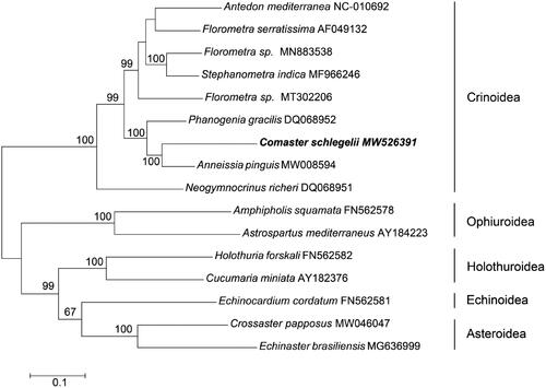 Figure 1. Maximum-likelihood tree for the feather star Comaster schlegelii and GenBank representatives of the phylum Echinodermata. The tree was constructed using 13 protein-coding genes and 2 rRNA. The tree was based on the Kimura 2-parameter model of nucleotide substitution. The numbers at the nodes are bootstrap percent probability values based on 1000 replications. The mitochondrial genome sequence obtained at the present study was indicated in bold type.