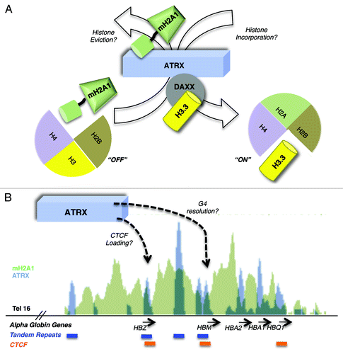 Figure 2. Hypothetical models for ATRX-mediated histone exchange and transcriptional activation of the α-globin gene cluster. (A) ATRX facilitates activation via the nucleosomal eviction of macroH2A1 and/or the Daxx mediated incorporation of H3.3 into nucleosomes potentially switching between “ON” and “OFF” chromatin states. (B) ATRX loads CTCF and resolves repressive G4 DNA structures at tandem repeats (TRs) to permit gene activation at the α-globin cluster. Shown is a 50kb UCSC genome browser snapshot of the α-globin cluster. ChIP-sequencing data plots of macroH2A1 (K562 cells, green)Citation19 and ATRX (primary erythroblasts, blue)Citation12 are overlaid (scales are 70 and 600 respectively). Below the panel, genes are presented in black, ATRX associated tandem repeat tracks in blue and CTCF associated sites from genome wide ChIA-PET analysis (K562 cells)Citation43 in orange. All three CTCF sites overlap ATRX peaks and two of these occur at TRs. Of note, the ChIP-sequencing data presented were obtained from cell lines with different expression levels of α-globin (primary erythroblasts express α-globin at much higher levels than K562Citation57) and the association of macroH2A1 and ATRX with the locus are likely reflective of the differences in α-globin transcription between these two cell types.