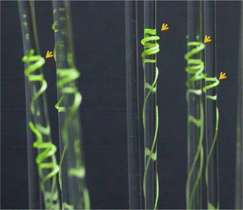 Figure 3.  Cuscuta japonica seedlings twining on acryl rod. Without adding any chemical substances, haustorium was induced. Arrow indicates induced haustorium parts.