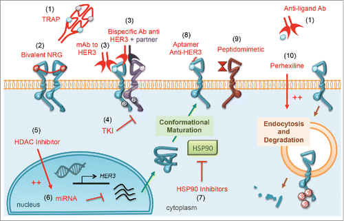 Figure 5. Direct and indirect inhibition of HER3. The last decade has witnessed the introduction of several experimental strategies able to target HER3/ERBB3. (1) The ligand trapping strategy consists of developing recombinant decoys (aka TRAP).Citation89 or anti-NRG antibodies,Citation88 thereby avoiding ligand-induced activation of HER3. (2) Since HER3 homodimers are weakly active compared to the heterodimers HER3-HER2 and HER3-EGFR, a recombinant bivalent-NRG has been developed that locks HER3 in the homodimeric conformation and restricts its ability to form heterodimers.Citation90 (3) Several monoclonal and multispecific antibodies have been developed to target HER3 and its dimerization partners, leading them to degradation or/and avoiding their phosphorylation.Citation172 Some of these antibodies are able to trigger CDC or ADCC. For example, the glycoengineered mAb RO5479599 causes enhanced ADCC, due to higher affinity to the human Fc-gamma receptor RIIIa expressed on the surface of immune effector cells. Antibodies competing with NRG and avoiding ligand-induced phosphorylation of HER3 have also been reported.Citation137,156 (4) Tyrosine kinase inhibitors (TKIs) have been widely used to inactivate the tyrosine kinase activity of HER3s partners, and several panHER TKIs (targeting all EGFR family members) have been developed, leading to inactive heterodimers.Citation94 (5) HDAC inhibitors (such as entinostat) can inhibit HER3 at the transcriptional level by inducing several miRNAs, such as miR125a, miR125b and miR205.Citation63 (6) Several other nucleotide-based drugs, such as the locked nucleic acid (LNA) called EZN-3920 and miR-450b-3p, might downregulate HER3. (7) Inhibiting the heat shock protein 90 (HSP90), and consequently HER3 maturation and refolding, is another way to reduce HER3 stabilization.Citation97 (8) HER3 can be targeted by small RNA aptamer molecules, which bind with the extracellular domain of HER3 and inhibit downstream signaling.Citation98 (9) Using a peptidomimetic molecule binding HER2 and mimicking HER2-HER3s dimerization site is another way to prevent HER3 activation.Citation99 (10) Recently, screening of approved drugs for their ability to selectively internalize and degrade HER3, identified an anti-anginal drug, perhexiline, as an agent that can target HER3.Citation100