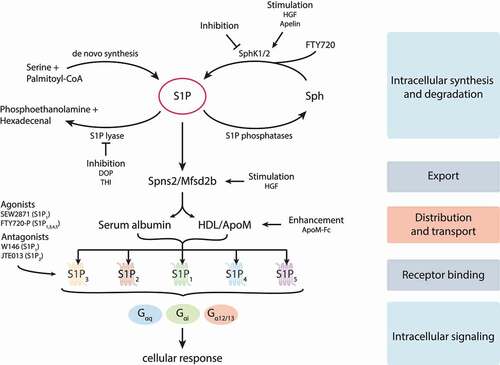 Figure 2. Network of S1P metabolism, distribution and signaling. S1P is produced by sphingosine kinases 1 and 2 (SphK1/2) and irreversibly degraded by the S1P-lyase. The specific S1P transporters spinster homolog 2 (Spns2) and major facilitator superfamily transporter 2b (Mfsd2b) release S1P out of cells, where it is associated with its transporters serum albumin and apolipoprotein M (apoM) containing high-density lipoprotein (HDL). Five specific G protein-coupled S1P receptors (S1P1-5) can be activated by S1P and transduce signals inside cells via coupling to different trimeric G proteins. Synthesis, degradation, release, transportation and receptor signaling of S1P can be pharmacologically modified. Further details are provided in the text. HGF, hepatocyte growth factor; DOP, 4-deoxypyridoxine; THI, 2-acetyl-4-tetrahydroxybutyl imidazole; Sph, sphingosine; FTY720-P, FTY720-phosphate