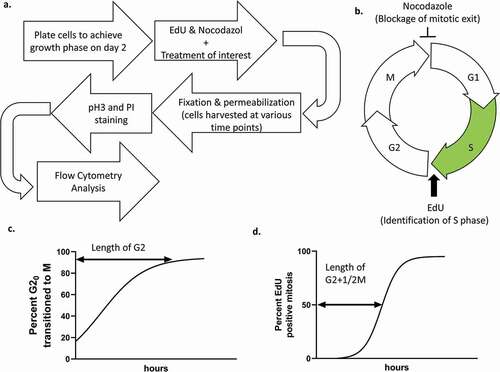 Figure 1. (a) Overarching diagram of workflow. (b) A conceptual diagram shows how G2 and M phase cells can be isolated. EdU incorporation marks S phase cells for exclusion during analysis, while nocodazole prevents cells from leaving M phase. (c) Hypothetical data using our method. (d) Hypothetical data from Quastler and Sherman’s Labeled Mitosis methods