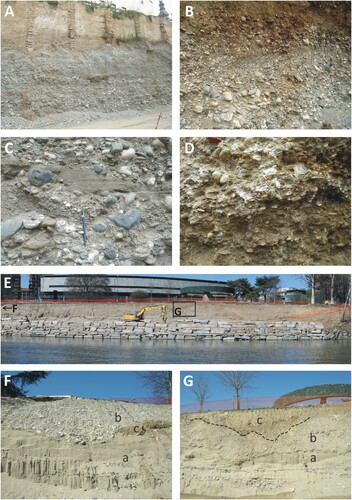 Figure 7. (A) Wide outcrop in the Aldo Moro building site (AM in the Main Map) consisting of cross-bedded gravel with sand lenses showing (B) cross-bedded sandy gravel, preserving at the top a C-horizon of a truncated soil; (C) various petrographic composition and constant imbrication of clasts, with a dip towards the south; (D) conglomerate due to local carbonate cementation of sediments. (E) Wide outcrop SE of the Car Museum (CM in the Main Map) showing (F) a low body consisting of pebbly sand (a) and an overlying gravelly one (b), both referred as to the outwash sediments of the Turin Unit, partly covered by brown anthropic sediments (c) and (G) detail of the concave erosional surface that divides the two fluvial bodies a and b, with a locally cover of anthropic sediments (c).