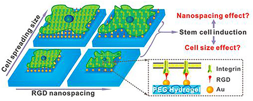 Figure 32 Schematic representation of the RGD-AuNPs modified micro/nanopatterns with different RGD nanospacings to control the cell spreading size and cell differentiation of stem cells.