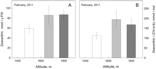 FIGURE 4. Zeaxanthin content of needles from Korean fir trees growing at three altitudes in February 2011 (A) on a fresh weight basis, and (B) relative to the total chlorophyll a + b content. Each column and error bar represents the mean ± standard deviation of three different trees. For significant differences, see Tables 2 and 3.