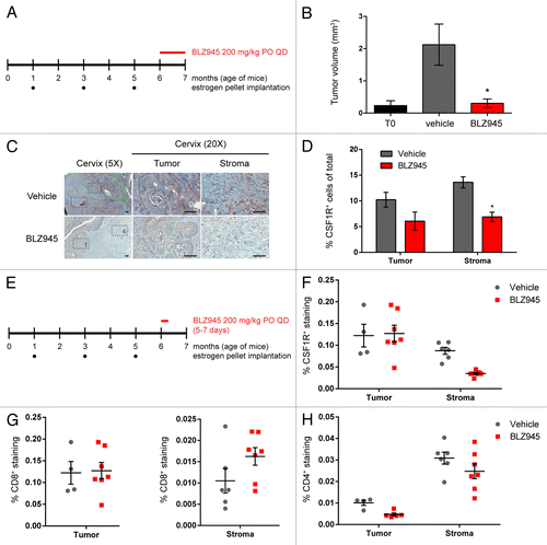 Figure 4. Treatment with BLZ945 reduces macrophages, enhances T cell infiltration, and prevents tumor growth in the K14-HPV16 transgenic mouse model of cervical carcinoma. (A–D) Estrogen pellets were administered to 1-mo old K14-HPV16 transgenic mice every 2 mo. Age-matched control mice that did not receive estrogen pellets are referred to as “T0.” At 6 mo of age, mice were dosed with 200 mg/kg BLZ945 or vehicle control for 1 mo, after which time whole cervixes were formalin-fixed for histological analyses. (B) Serial sections of cervical tissue were hematoxylin and eosin (H&E) stained and tumor volumes determined by multiplying the tumor area by the depth of serial sections. Cervical tumors from 6-mo old estrogen-naïve mice (T0) served as a baseline control. (C and D) Cervical tissues were stained with an anti-CSF1R antibody to label macrophages by immunohistochemistry. Magnified views of tumor (t) and stroma (s) regions within the cervix are boxed. Scale bar, 100 µm. (D) Quantification of CSF1R staining in cervical tumor and stroma regions. (E–H) Pharmacodynamic study to monitor changes in tumor-infiltrating and stromal immune cells after 5–7 d of treatment with BLZ945. Whole cervixes were frozen, serially sectioned, and stained with H&E to identify the transformation zone. Tumor and stroma regions within the cervix were scored separately for (F) CSF1R+ macrophages, (G) CD8+ T cells, and (H) CD4+ T cells. Bar graphs represent mean values with SEM. Statistical analyses were performed by Mann–Whitney nonparametric test; *P < 0.05 vs. vehicle.