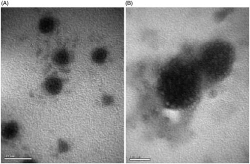 Figure 1. TEM images of coumarin-6 loaded TAT-PCM-modified liposomes (L-TAT-PCM) and RCM-modified TAT-PCM-modified liposomes (L-TAT-PCM-RCM). (A) L-TAT-PCM and (B) L-TAT-PCM-RCM.