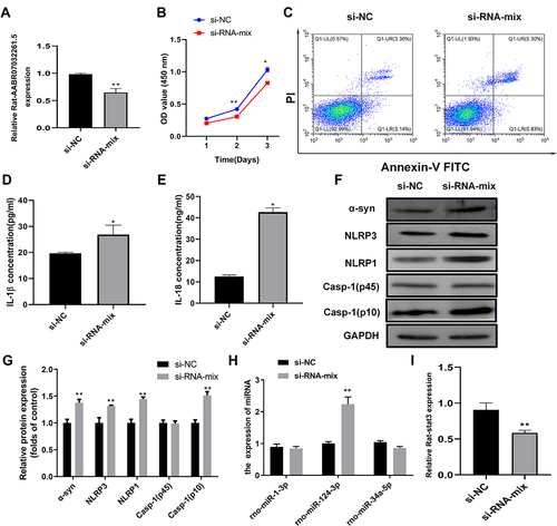 Figure 6 AABR07032261.5 silencing promotes pyroptosis in the cellular PD model. (A) Relative expression of AABR07032261.5 in the cellular PD model transfected with siRNAs targeting AABR07032261.5. lncRNA levels were analyzed by quantitative RT-PCR. (B) Effects of AABR07032261.5 silencing on proliferation in the cellular PD model. Cell proliferation was assessed by MTS assay. (C) Influence of AABR07032261.5 silencing on apoptosis in the cellular PD model. Flow cytometry was performed to detect apoptotic cells. (D and E) Altered IL-1β and IL-18 secretion in the cellular PD model with silenced AABR07032261.5 expression. IL-1β and IL-18 contents in cell cultures were measured by ELISA. (F) Differential expression of pyroptosis marker proteins in the cellular PD model caused by AABR07032261.5 knockdown. (G) On the basis of the gray values, quantitative analysis of proteins was conducted for Western blot results. (H) Differential expression of AABR07032261.5-interacting microRNAs in the cellular PD model with AABR07032261.5 knockdown. (I) Relative Stat3 mRNA levels in the cellular PD model with silenced AABR07032261.5 expression. Quantitative RT-PCR was used to detect microRNA and mRNA levels. *P < 0.05; **P < 0.01.