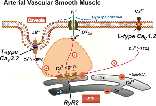 Figure 4. Proposed model of the role of Cav1.2 and Cav3.2 channels in arterial smooth muscle Ca2+ spark generation. Ca2+ sparks are produced by opening of clustered ryanodine receptors (RyR2) in the SR, which produces a negative-feedback effect on vasoconstriction. This vasodilatory effect is mediated by activation of large-conductance Ca2+-activated K+ (BKCa) channels, which results in hyperpolarization of VSMCs and reduced global cytosolic [Ca2+]. The majority (~70-80%) of Ca2+ sparks are triggered by Cav1.2 channels contributing to global cytosolic [Ca2+], which in turn influences luminal SR calcium via SERCA [Citation3,Citation104]. Cav3.2 T-type channels contribute to a minor extent [Citation5]. SERCA, calcium pump; SR, sarcoplasmic reticulum; VSMC, mesenteric artery vascular smooth muscle cell.